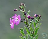 Flower 9Y032D-019